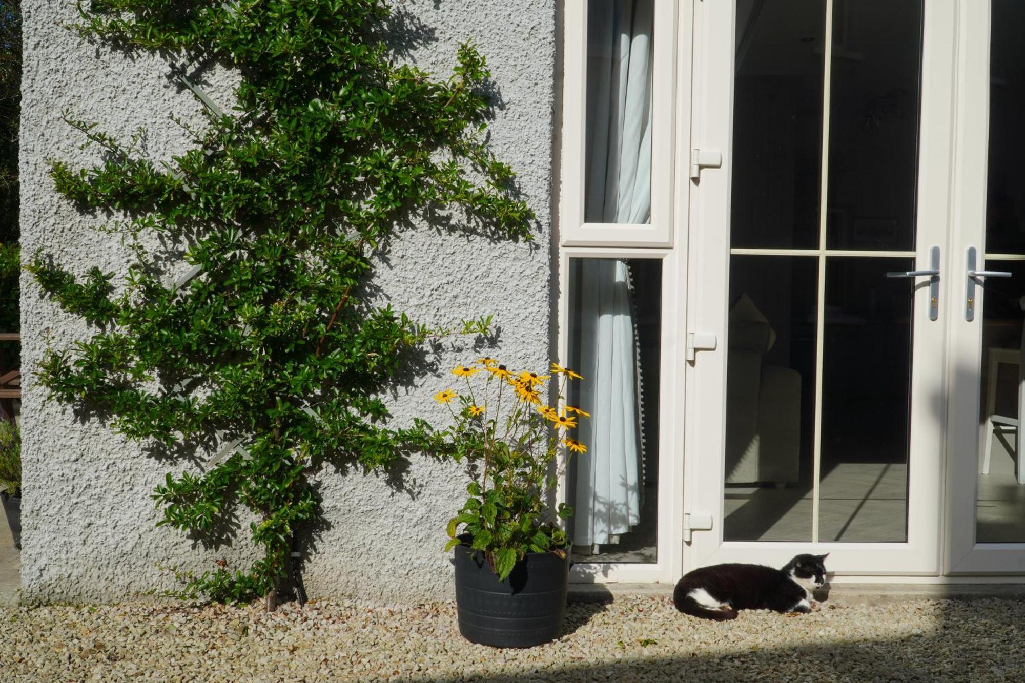 Ivy Apartment Letterkenny